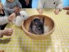 animal-5