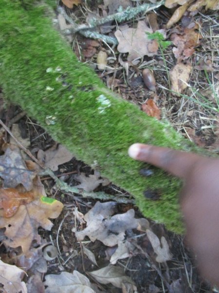 3a